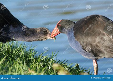 Pukeko bird feeding chick stock photo. Image of beak - 17509692