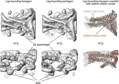 The structure of clathrin on coated membranes. EM maps (gray surface ...