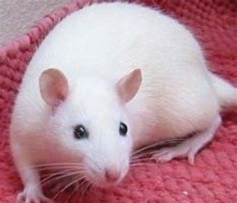 Fancy Rat Varieties: Fur Color, Eye Color, Coat Type, and Markings ...