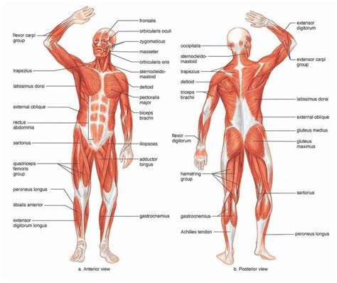 Mengenal Anatomi Tubuh Manusia dan Bagian Organ Pembentuknya | Good ...