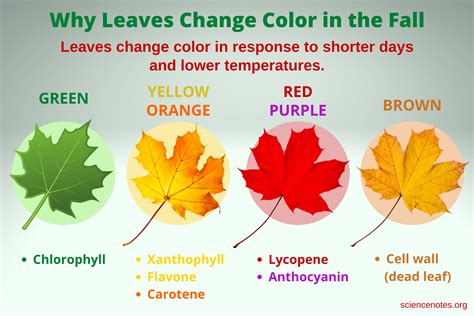 Why Leaves Change Color in the Fall - Chemistry