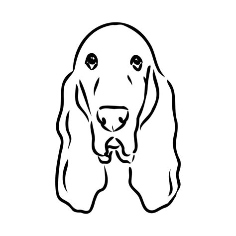 basset hound vector sketch 7315105 Vector Art at Vecteezy