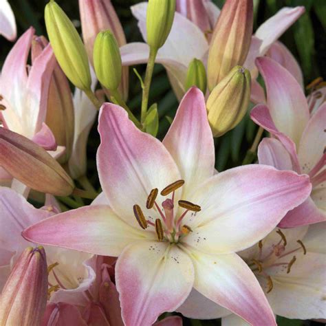 7 Lily Types to Grow in the Garden