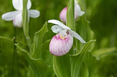 East Gwillimbury CameraGirl: Lady's-slipper/ Today's Flowers