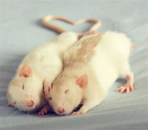 These Photos Will Change the Way You Think About Rats