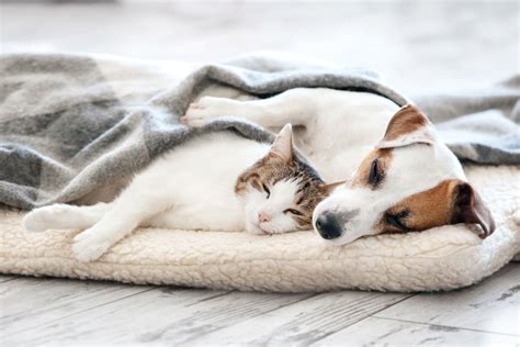 How Much Sleep Do Dogs and Cats Need daily? - Gilbertsville Veterinary ...