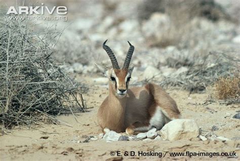 Dorcas gazelle - Information form ARKive | Gazelle, Photo, Image