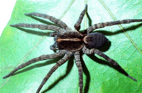 Common Spiders — Texas Insect Identification Tools