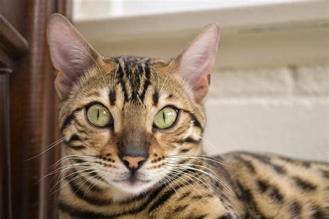 Bengal Cat Price Guide - How Much Do Bengals Really Cost?