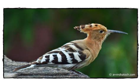 Picture of Hoopoe Bird (A Beautiful Bird with Crown)