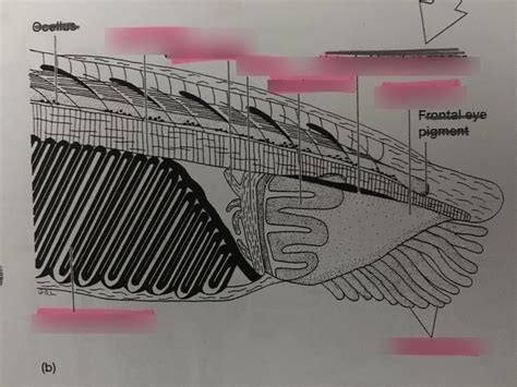 Cephalochordate anatomy 2 Diagram | Quizlet