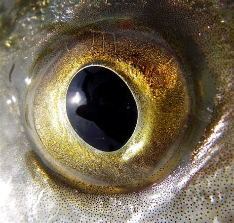 Trout Eye by amazin walter, via Flickr | Eye texture, Close up art, Trout