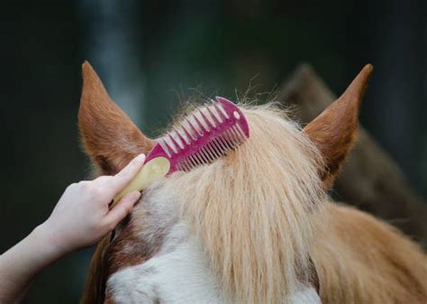 How To Trim a Horse’s Forelock (Don’t Make Common Mistakes)