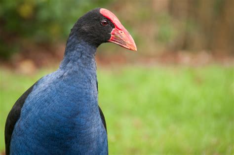 Pukeko Bird - Ed O'Keeffe Photography