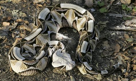 Gaboon Viper Facts and Pictures | Reptile Fact