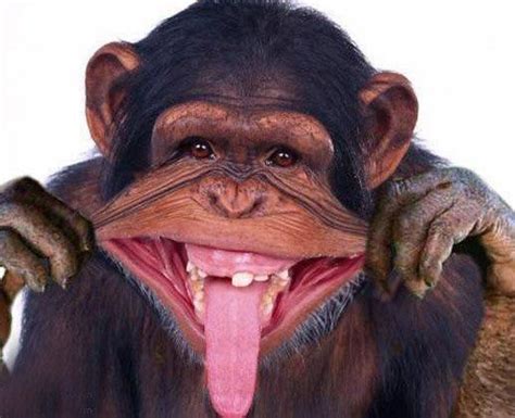 Allwomenstalk Funny | Funny monkey pictures, Monkey pictures, Laughing ...