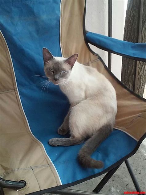 My Lilac Pt Siamese | Cute cats HQ - Pictures of cute cats and kittens ...