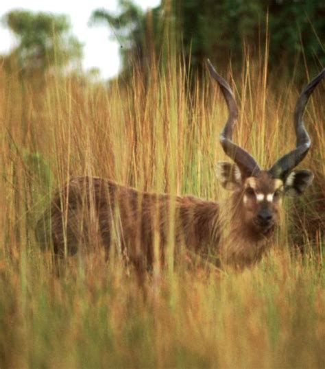 Sitatunga | African Wildlife Foundation