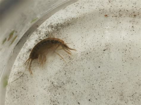 Gammarus from Stanmore, UK on August 11, 2023 at 11:34 AM by ...