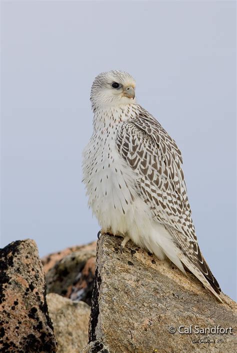 Gyrfalcon (Falco rusticolus) in Explore Raptors: Facts, habitat, diet ...