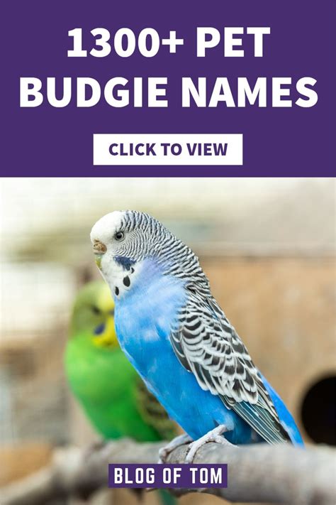 1300+ BUDGIE NAMES in 2023 | Budgie names, Budgies, Cute names