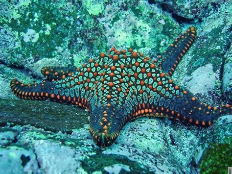 Ocean starfish underwater 1100x826 | Ocean creatures, Life under the ...