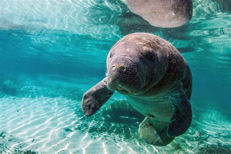 Manatees were once important Seminole food source • The Seminole Tribune