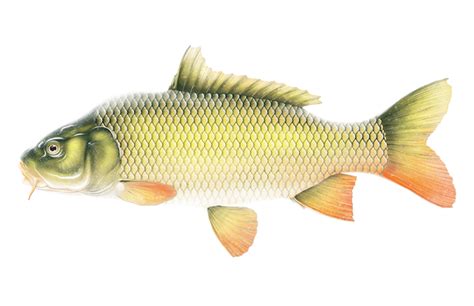 Common Carp – Asian Carp Canada