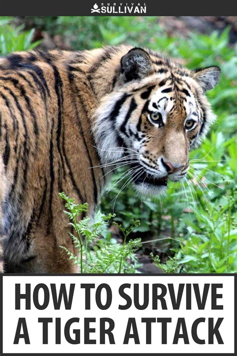 How to Survive a Tiger Attack (and What Not to Do)