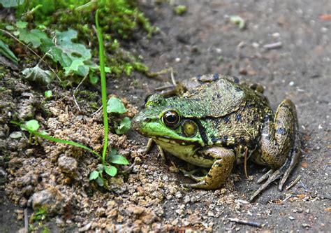 Camouflage Frog Two Photograph by Christine Dekkers | Fine Art America