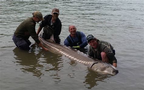 Giant White Sturgeon caught in Mission BC - Silversides Fishing Adventures