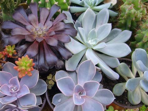 Succulent Plants | World of Succulents