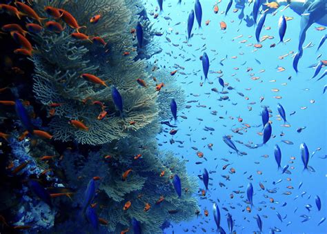 Elphinstone Reef in the Red Sea! : r/scuba