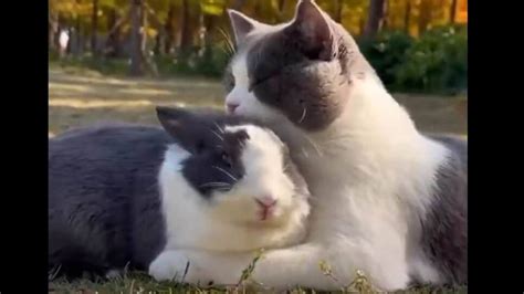 Friendship between cat and a rabbit will make you say aww | Trending ...