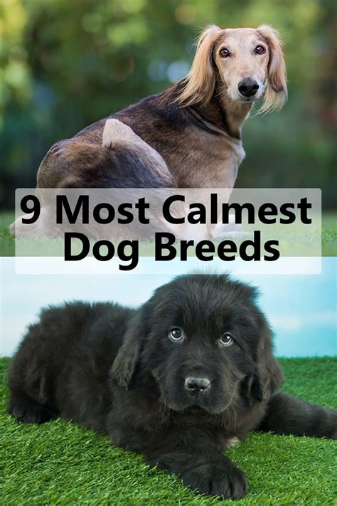 9 Most Calme Dog Breeds | Calm dog breeds, Calm dogs, Top dog breeds