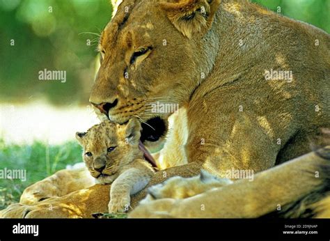 AFRICAN LION panthera leo, MOTHER LICKING BABY Stock Photo - Alamy