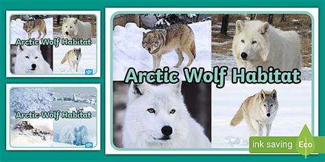 Arctic Wolf Habitat Display Photos - Classroom display