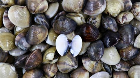 11 Types Of Clam And How To Eat Them