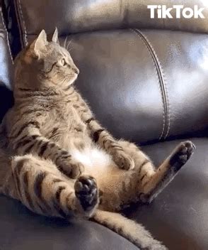 Sitting Down Fat Cat GIF by TikTok - Find & Share on GIPHY