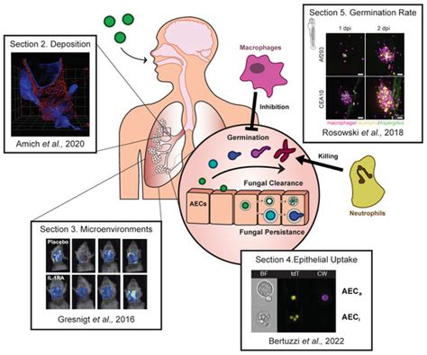 JoF | Free Full-Text | Novel Insights into Aspergillus fumigatus ...