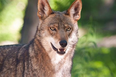 American Red Wolves - Endangered Wolf Center