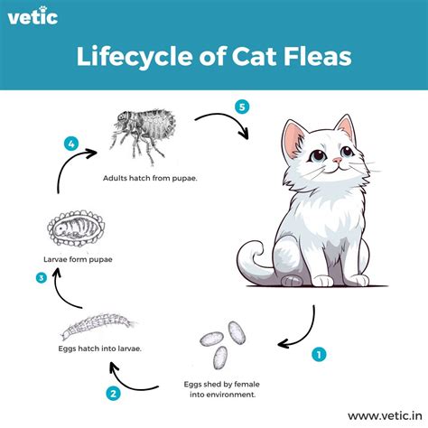 How to Get Rid of Fleas? The Right Cat Flea Treatment!