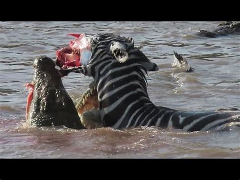 A zebra was ripped apart by a crocodile while crossing the Mara River ...