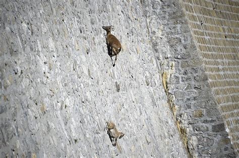 The Dam Climbing Alpine Ibex | Amusing Planet