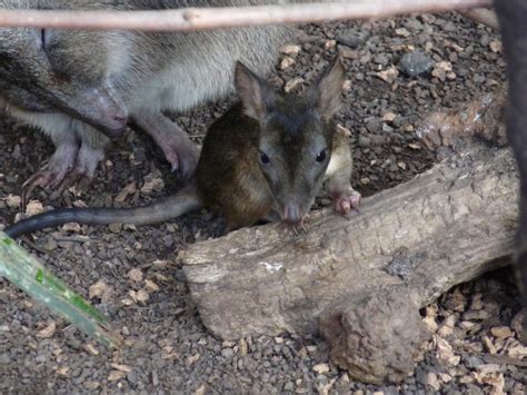 Baby Potoroo by WolfyWitch on DeviantArt