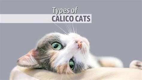 All You Need To Know About 5 Types Of Calico Cats