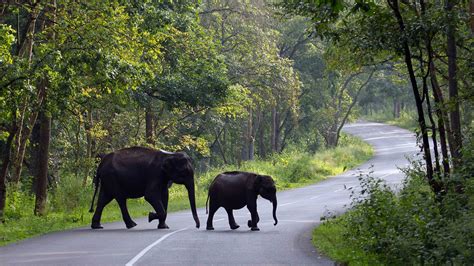 6 Best Wildlife Sanctuaries in Kerala for a Thrilling Time | Veena World