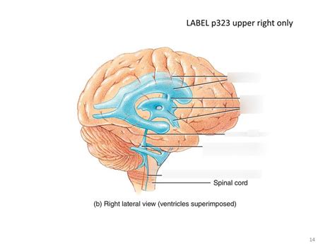 Ventricles of the Brain Right Lateral View Diagram | Quizlet