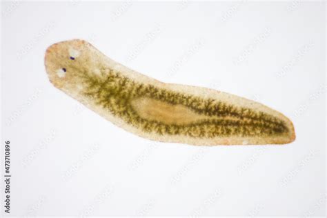 Planaria Under Microscope