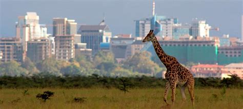 Nairobi National Park | Kenya wildlife Safari Tours | Kenya National Parks